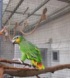 Pepe – Venezuelaamazone, Männchen, 3 Jahre, 13057 Berlin – Foto 4