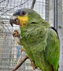 Pepe – Venezuelaamazone, Männchen, 3 Jahre, 13057 Berlin – Foto 7