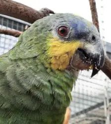 Pepe – Venezuelaamazone, Männchen, 3 Jahre, 13057 Berlin – Foto 8
