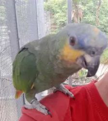 Pepe – Venezuelaamazone, Männchen, 3 Jahre, 13057 Berlin – Foto 9