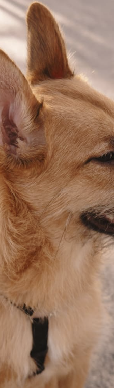 Tisa – Schäferhund-Mix, Weibchen, Alter unbekannt, Nordic Strays e.V. – Foto 1