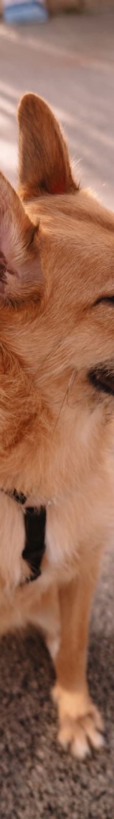 Tisa – Schäferhund-Mix, Weibchen, Alter unbekannt, Nordic Strays e.V. – Foto 2