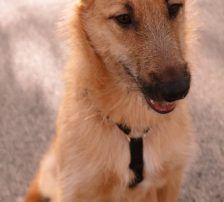 Tisa – Schäferhund-Mix, Weibchen, Alter unbekannt, Nordic Strays e.V. – Foto 3