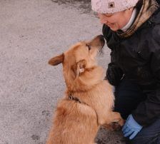 Tisa – Schäferhund-Mix, Weibchen, Alter unbekannt, Nordic Strays e.V. – Foto 4