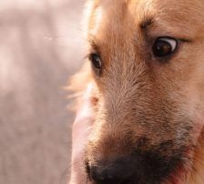 Tisa – Schäferhund-Mix, Weibchen, Alter unbekannt, Nordic Strays e.V. – Foto 5