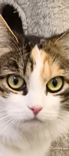 Meleys – Hauskatze, Weibchen, 3 Jahre, 28357 Bremen – Foto 1
