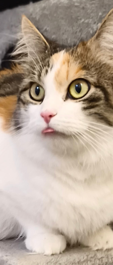 Meleys – Hauskatze, Weibchen, 3 Jahre, 28357 Bremen – Foto 2
