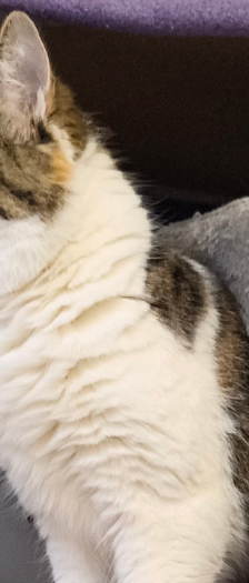 Meleys – Hauskatze, Weibchen, 3 Jahre, 28357 Bremen – Foto 3