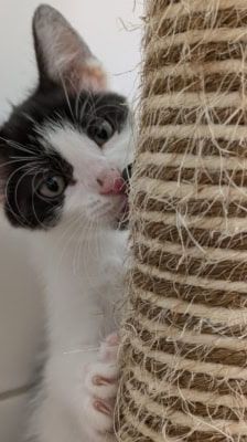 Pünktchen, Anton, Charlie, Joey & Fritte – Katze, Weibchen, 6 Monate, 39576 Stendal – Foto 1