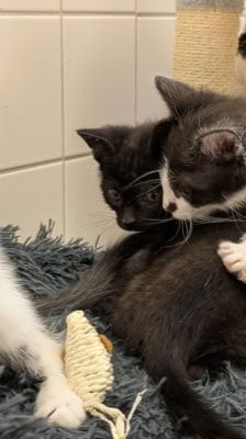 Pünktchen, Anton, Charlie, Joey & Fritte – Katze, Weibchen, 6 Monate, 39576 Stendal – Foto 2