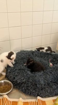 Pünktchen, Anton, Charlie, Joey & Fritte – Katze, Weibchen, 6 Monate, 39576 Stendal – Foto 3