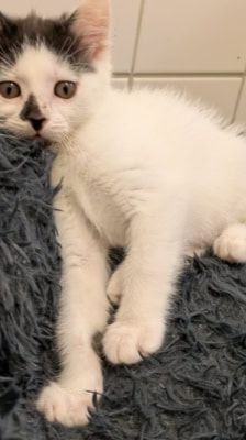 Pünktchen, Anton, Charlie, Joey & Fritte – Katze, Weibchen, 6 Monate, 39576 Stendal – Foto 4