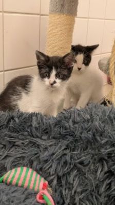 Pünktchen, Anton, Charlie, Joey & Fritte – Katze, Weibchen, 6 Monate, 39576 Stendal – Foto 5