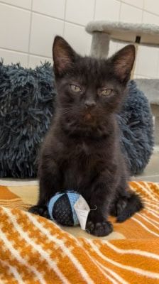 Pünktchen, Anton, Charlie, Joey & Fritte – Katze, Weibchen, 6 Monate, 39576 Stendal – Foto 6