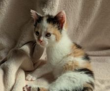 Pünktchen, Anton, Charlie, Joey & Fritte – Katze, Weibchen, 6 Monate, 39576 Stendal – Foto 8