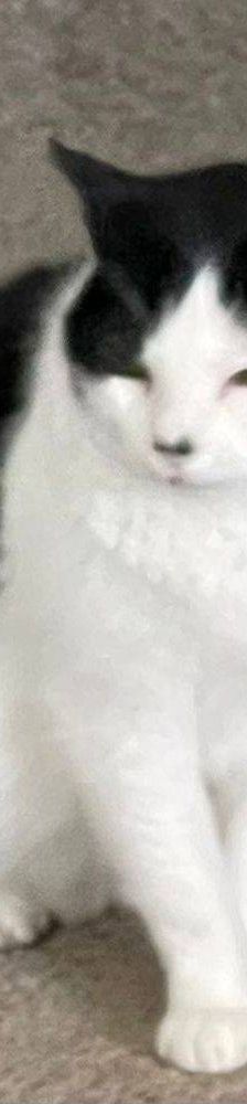 Agata – Europäisch Kurzhaar, Weibchen, 14 Jahre, 65520 Bad Camberg – Foto 5
