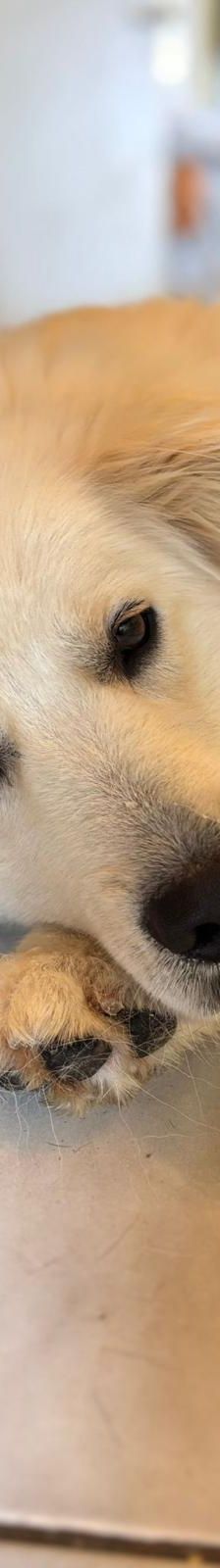 Medolin – Mischling, Männchen, Alter unbekannt, Nordic Strays e.V. – Foto 1