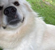 Medolin – Mischling, Männchen, Alter unbekannt, Nordic Strays e.V. – Foto 4