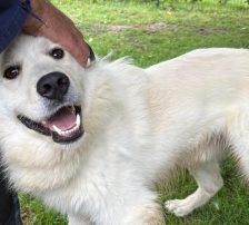 Medolin – Mischling, Männchen, Alter unbekannt, Nordic Strays e.V. – Foto 5