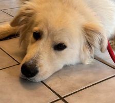 Medolin – Mischling, Männchen, Alter unbekannt, Nordic Strays e.V. – Foto 9