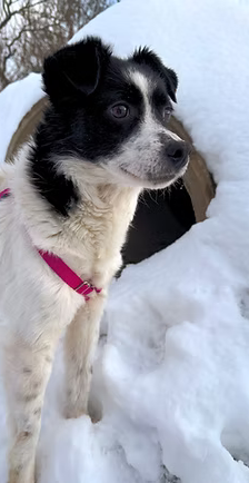 Asia – Jack Russell-Terrier-Mischling, Weibchen, 3 Jahre, 37120 Bovenden – Foto 2