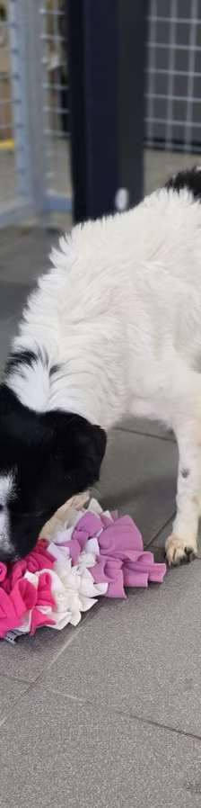 Asia – Jack Russell-Terrier-Mischling, Weibchen, 3 Jahre, 37120 Bovenden – Foto 10