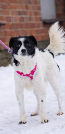 Asia – Jack Russell-Terrier-Mischling, Weibchen, 3 Jahre, 37120 Bovenden – Foto 3