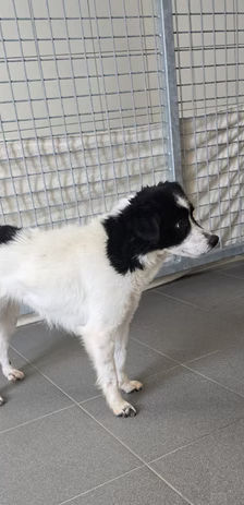 Asia – Jack Russell-Terrier-Mischling, Weibchen, 3 Jahre, 37120 Bovenden – Foto 4