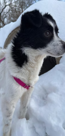 Asia – Jack Russell-Terrier-Mischling, Weibchen, 3 Jahre, 37120 Bovenden – Foto 5