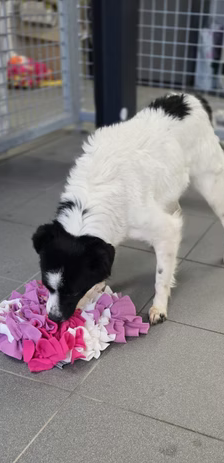 Asia – Jack Russell-Terrier-Mischling, Weibchen, 3 Jahre, 37120 Bovenden – Foto 6