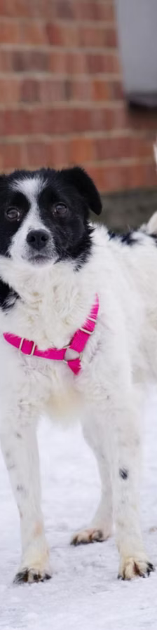 Asia – Jack Russell-Terrier-Mischling, Weibchen, 3 Jahre, 37120 Bovenden – Foto 7
