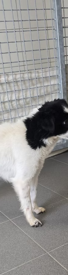 Asia – Jack Russell-Terrier-Mischling, Weibchen, 3 Jahre, 37120 Bovenden – Foto 8