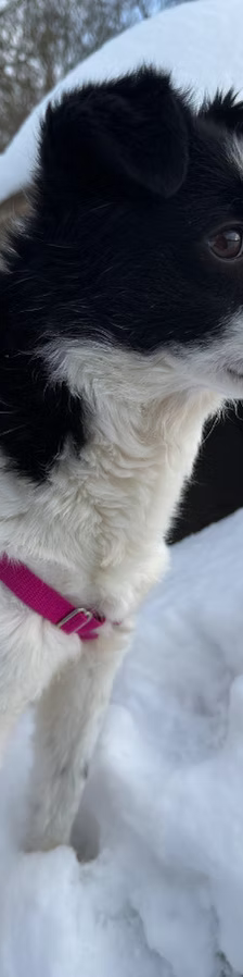 Asia – Jack Russell-Terrier-Mischling, Weibchen, 3 Jahre, 37120 Bovenden – Foto 9