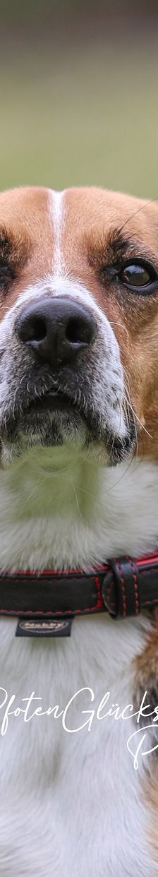 Timo – Beagle-JRT-Mix, Männchen, 6 Jahre 8 Monate, 50969 Köln-Zollstock – Foto 2