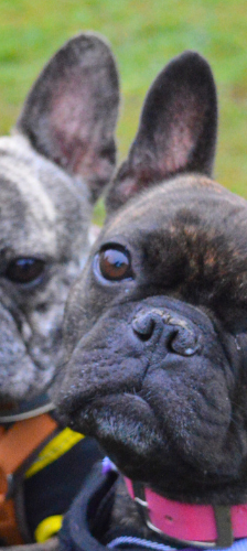 Carlos und Elvis – Franz. Bulldogge, Männchen, 3 Jahre, 28357 Bremen – Foto 1