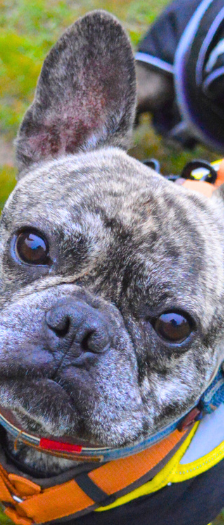 Carlos und Elvis – Franz. Bulldogge, Männchen, 3 Jahre, 28357 Bremen – Foto 2