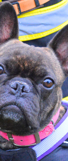 Carlos und Elvis – Franz. Bulldogge, Männchen, 3 Jahre, 28357 Bremen – Foto 3