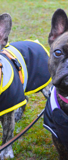 Carlos und Elvis – Franz. Bulldogge, Männchen, 3 Jahre, 28357 Bremen – Foto 4