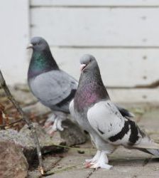 Dreckspatz – Rassetaube, Männchen, Alter unbekannt, 13057 Berlin – Foto 5