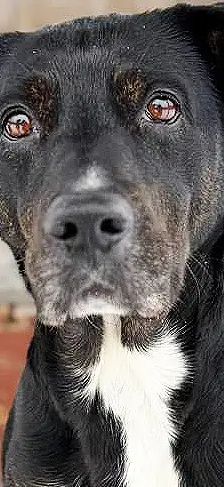 Penny – Terrier-Mix, Weibchen, 4 Monate, 13057 Berlin – Foto 1