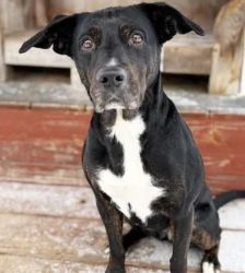 Penny – Terrier-Mix, Weibchen, 4 Monate, 13057 Berlin – Foto 2
