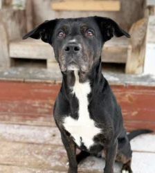 Penny – Terrier-Mix, Weibchen, 4 Monate, 13057 Berlin – Foto 3