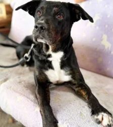 Penny – Terrier-Mix, Weibchen, 4 Monate, 13057 Berlin – Foto 4