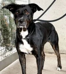 Penny – Terrier-Mix, Weibchen, 4 Monate, 13057 Berlin – Foto 5