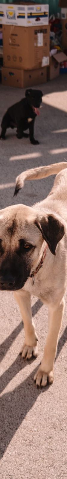 Dunja – Kangal, Weibchen, 8 Monate, Nordic Strays e.V. – Foto 2