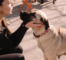 Dunja – Kangal, Weibchen, 8 Monate, Nordic Strays e.V. – Foto 3