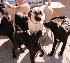Dunja – Kangal, Weibchen, 8 Monate, Nordic Strays e.V. – Foto 4