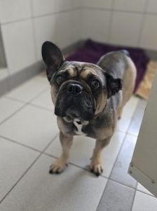 Elli – Französische Bulldogge, Weibchen, Alter unbekannt, 97525 Schwebheim – Foto 1