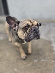 Elli – Französische Bulldogge, Weibchen, Alter unbekannt, 97525 Schwebheim – Foto 2