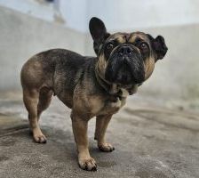 Elli – Französische Bulldogge, Weibchen, Alter unbekannt, 97525 Schwebheim – Foto 3